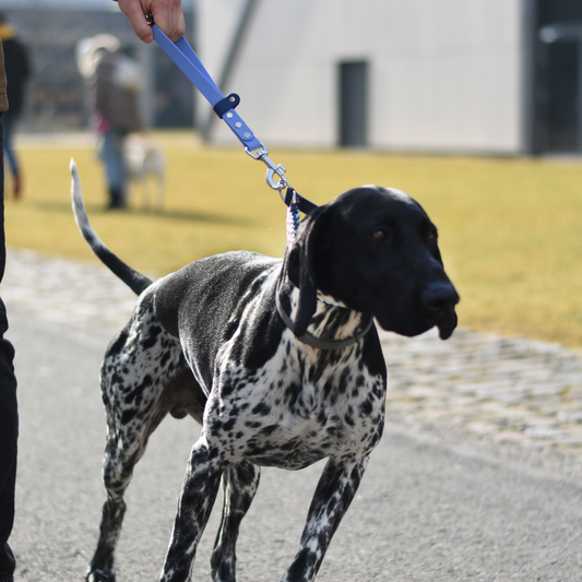 Lesă q-GRAB | Hands-free