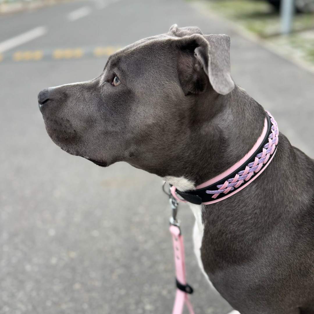 Zgardă ECHO | Overlap