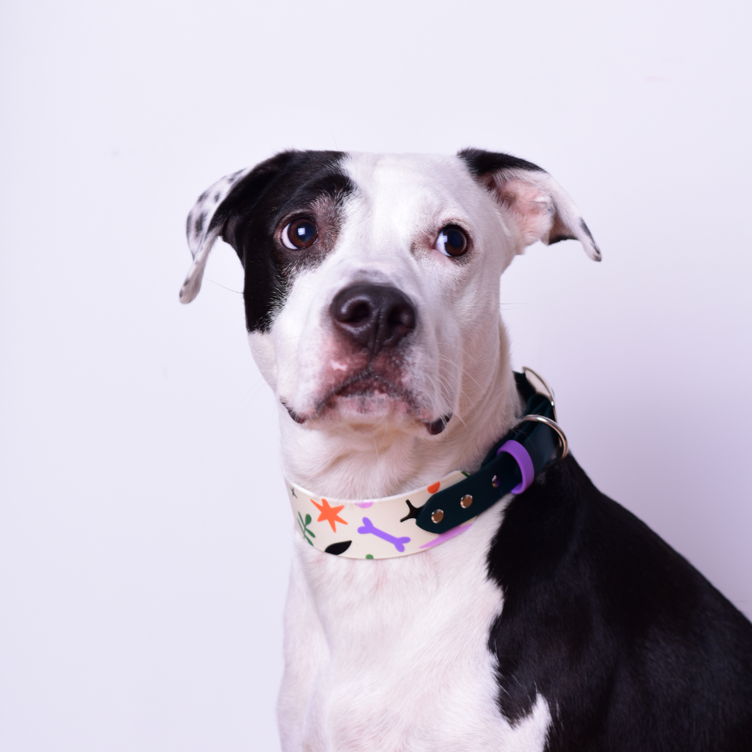 Zgardă SPLIT 2 | Ediție limitată