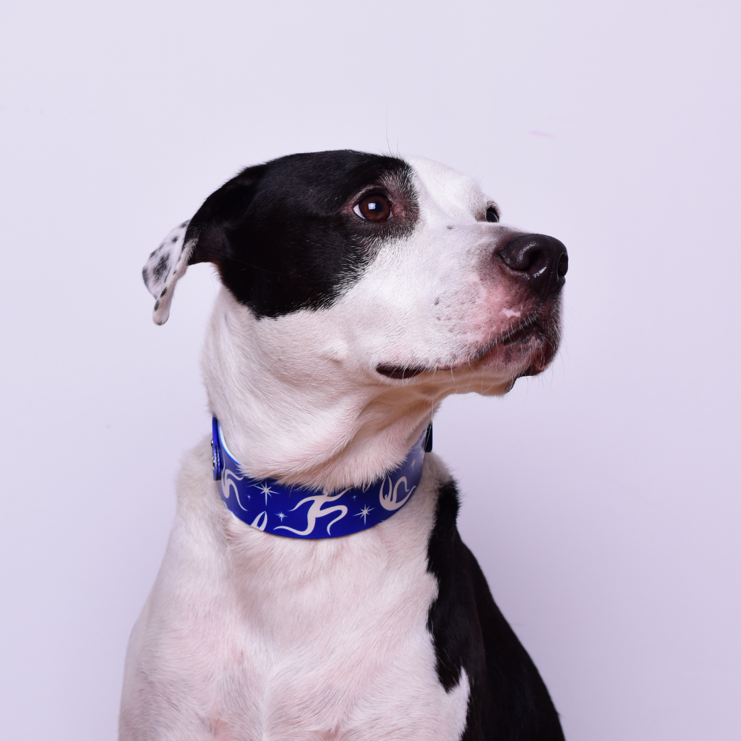 Zgardă SPLIT 2 | Ediție limitată