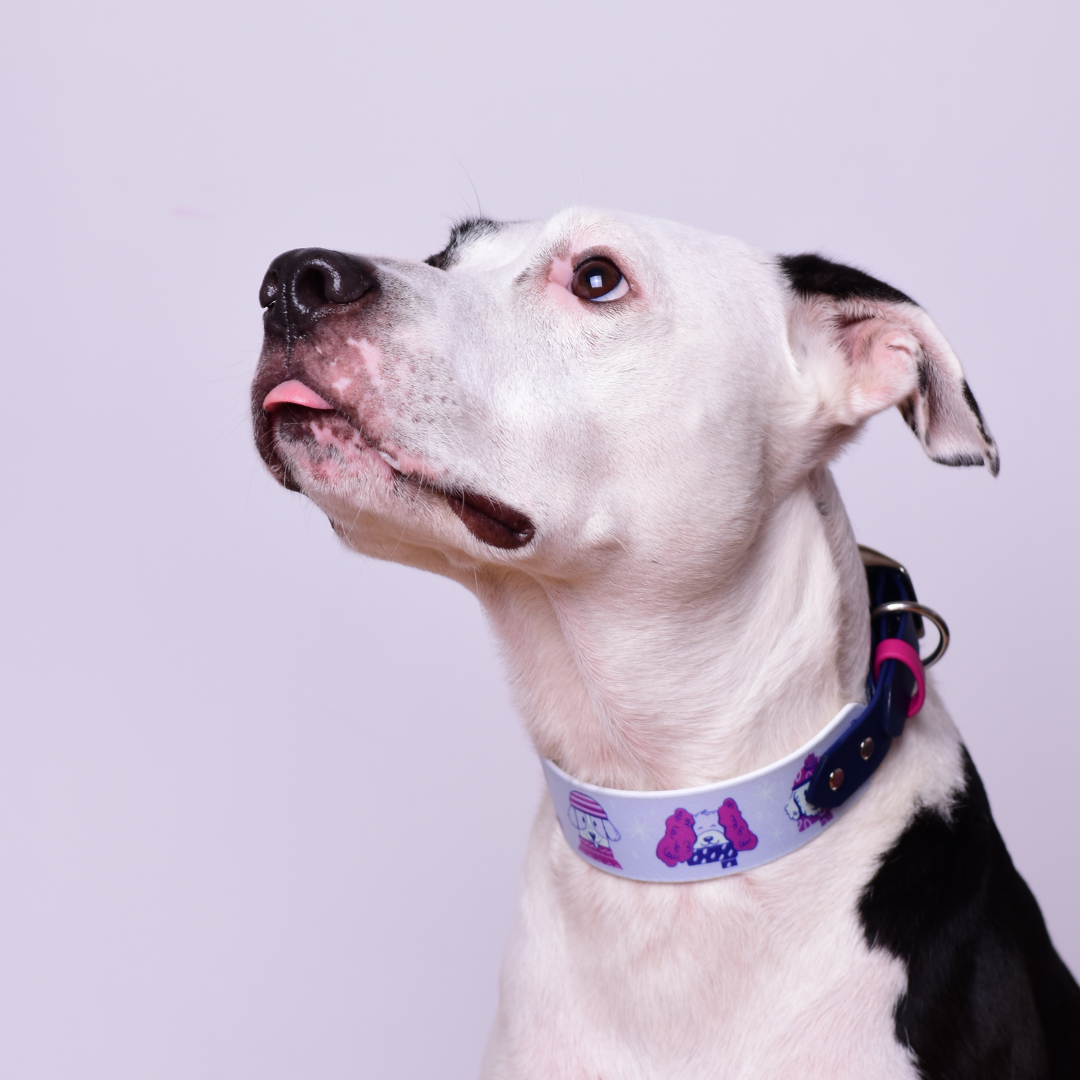 Zgardă SPLIT 2 | Ediție limitată